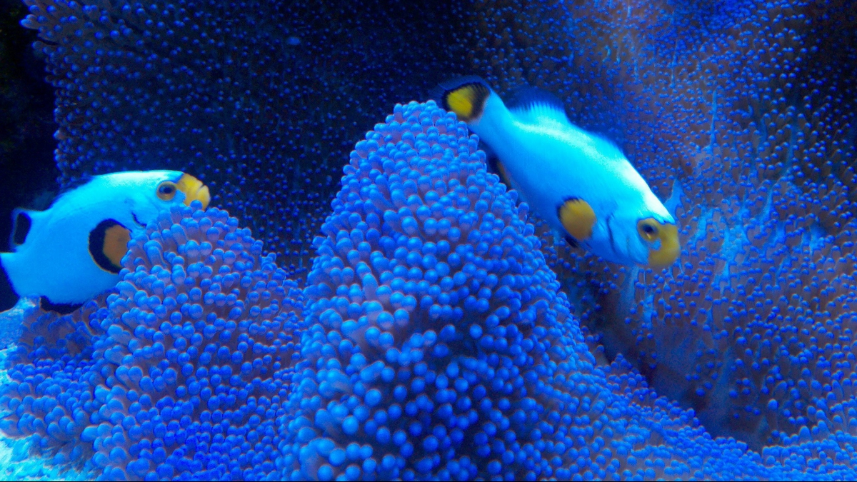 Gallery Aquarium Maintenance Capital Aquarium